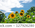 Sunflower blooming towards the sun 127926280
