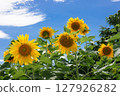 Sunflower blooming towards the sun 127926282