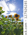 Sunflower blooming towards the sun 127926285