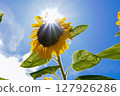 Sunflower blooming towards the sun 127926286