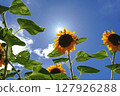 Sunflower blooming towards the sun 127926288