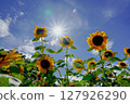 Sunflower blooming towards the sun 127926290