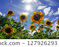 Sunflower blooming towards the sun 127926293