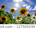 Sunflower blooming towards the sun 127926294
