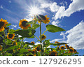 Sunflower blooming towards the sun 127926295