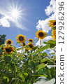 Sunflower blooming towards the sun 127926296