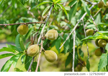 Fruit of Hanamomomo Fruit of Hanamomomo 127926407