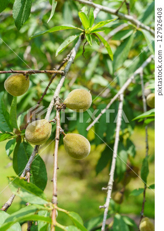 Fruit of Hanamomomo Fruit of Hanamomomo 127926408