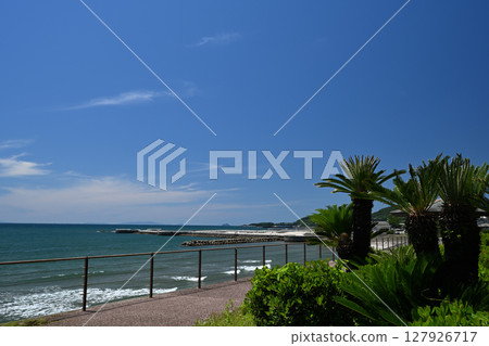 Cycads and Eguchihama Beach Cycads and Eguchihama Beach 127926717