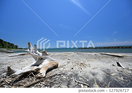 Driftwood flows along Eguchihama Beach 127926727