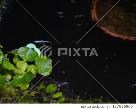 Hosta biotope 127926906