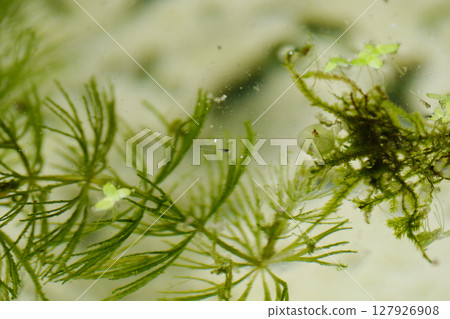 Small killifish fry 127926908