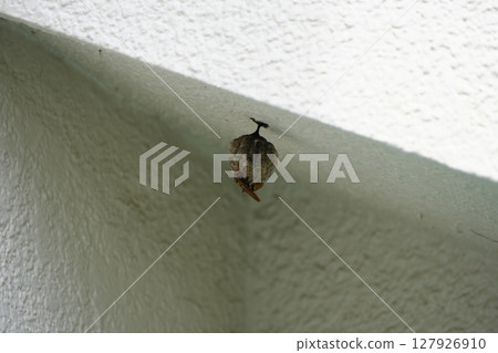 Wasp nest in the attic 127926910