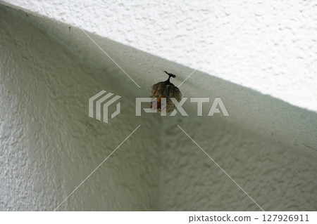 Paper wasps building a nest Paper wasps building a nest 127926911