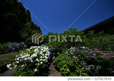 千里川繡球花園裡盛開著美麗的繡球花 127927078