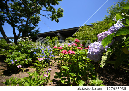 A hydrangea garden 127927086