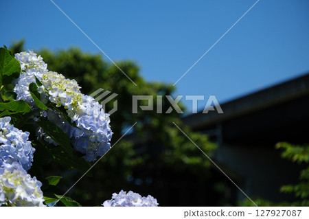 千川繡球花園和可愛的繡球花 千川繡球花園和可愛的繡球花 127927087