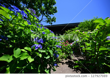 初夏的繡球花園風景 127927089