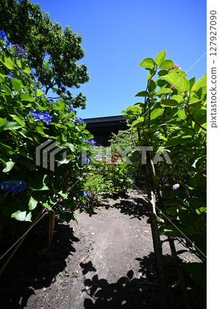 初夏繡球花盛開的景色 初夏繡球花盛開的景色 127927090