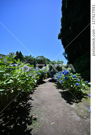 Natural scenery of Senkawa Hydrangea Garden Natural scenery of Senkawa Hydrangea Garden 127927091