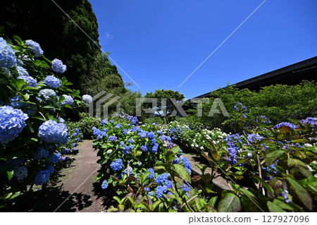 繡球花園的最佳景觀 127927096