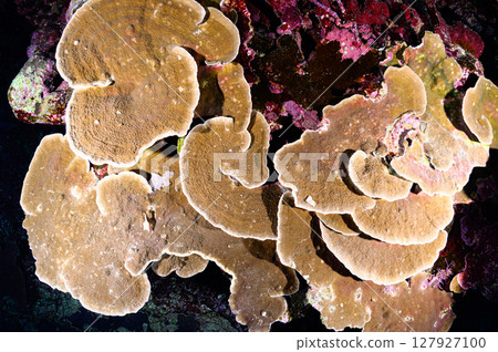 西表島海底潛水風景 127927100