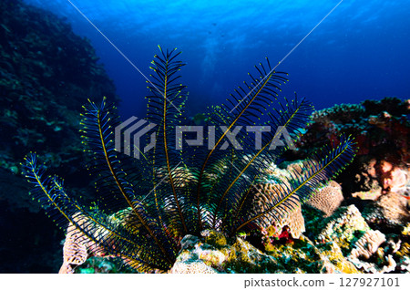 西表島海底潛水風景 127927101