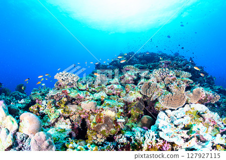西表島海底潛水風景 127927115