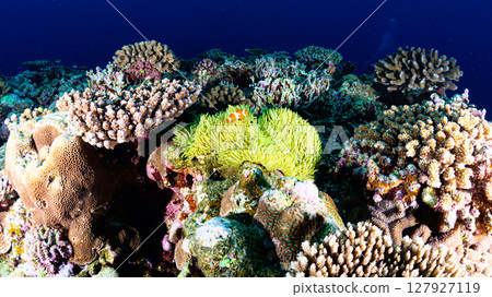 西表島海底潛水風景 西表島海底潛水風景 127927119