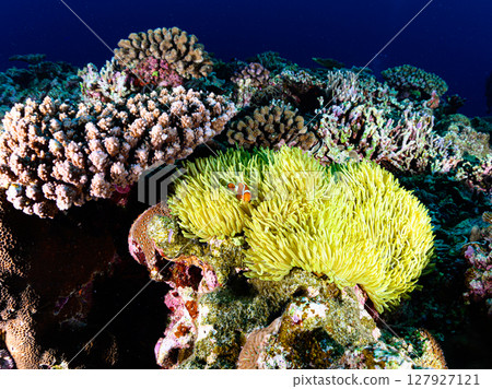 Diving scene in the sea of Iriomote Island 127927121