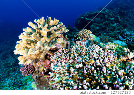 Diving scene in the sea of Iriomote Island Diving scene in the sea of Iriomote Island 127927123