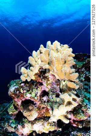 Diving scene in the sea of Iriomote Island 127927126