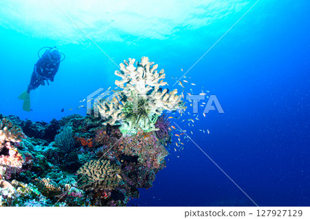 Diving scene in the sea of Iriomote Island Diving scene in the sea of Iriomote Island 127927129