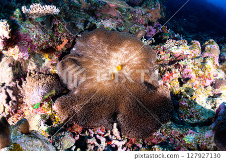 西表島海底潛水風景 西表島海底潛水風景 127927130