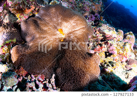 西表島海底潛水風景 西表島海底潛水風景 127927133