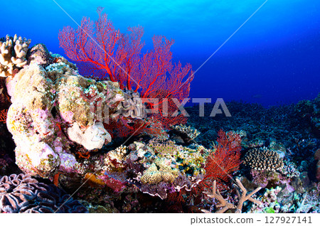 西表島海底潛水風景 127927141