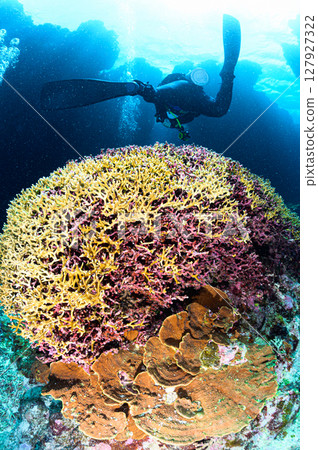 西表島海底潛水風景 127927322