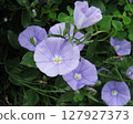 它會開出類似牽牛花的大型漏斗狀花朵。 127927373