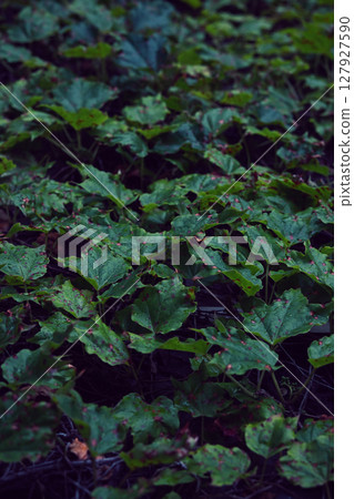 醋植物 127927590