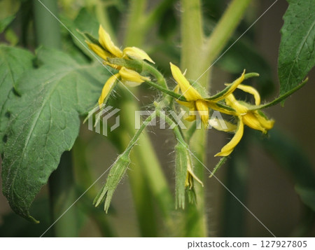 Mini tomato flowers Mini tomato flowers 127927805