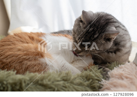 兩隻貓在窗邊梳理自己 127928096