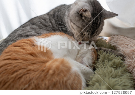 Two cats grooming themselves by the window Two cats grooming themselves by the window 127928097