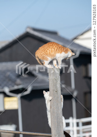 兩隻流浪貓在爬樹時玩耍 兩隻流浪貓在爬樹時玩耍 127928103