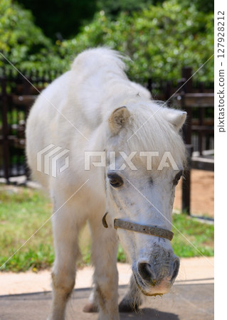 小白馬的目光 小白馬的目光 127928212