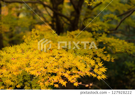 美麗的秋天森林 美麗的秋天森林 127928222