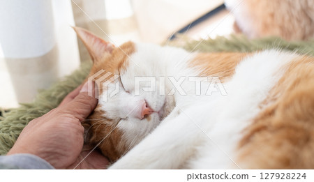 Stroking a cat, brown tabby white Stroking a cat, brown tabby white 127928224