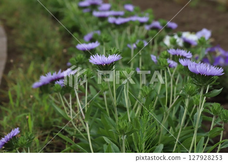 Light purple stokesia flowers blooming in a spring garden Light purple stokesia flowers blooming in a spring garden 127928253