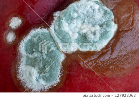 Rotten peach with mold close up 127928368