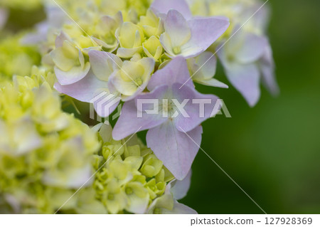 Delicate hydrangea flowers close-up 127928369