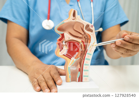 Asian doctor with nasal oral throat cavity neck human anatomy model for study diagnosis and treatment in hospital. 127928540
